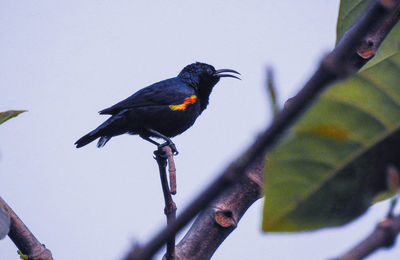 Low angle view of bird perching on tree against sky