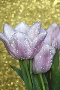 Close-up of water drops on purple flower