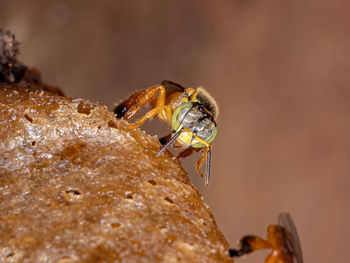 Close-up of bee on rock