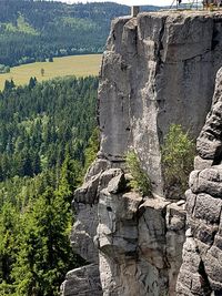 View of plants on cliff