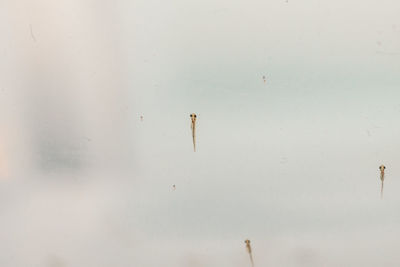 High angle view of birds swimming in lake