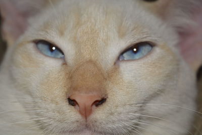 Close-up portrait of cat