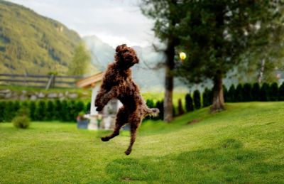 Dog jumping on grassy field