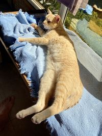 High angle view of cat lying on bed at home