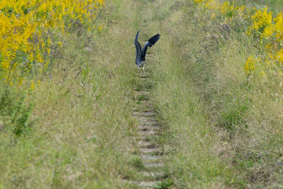 High angle view of gray heron flying on field