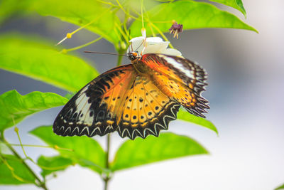 Butterfly perching on leaf