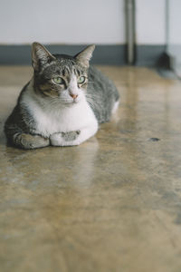 Close-up portrait of cat sitting