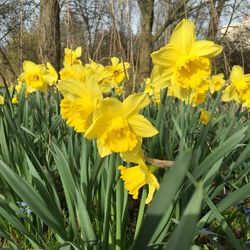 Close-up of yellow daffodil flowers growing in field