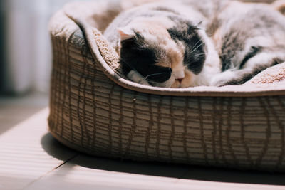 Close-up of cat sleeping in basket