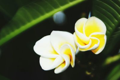 Close-up of yellow flower