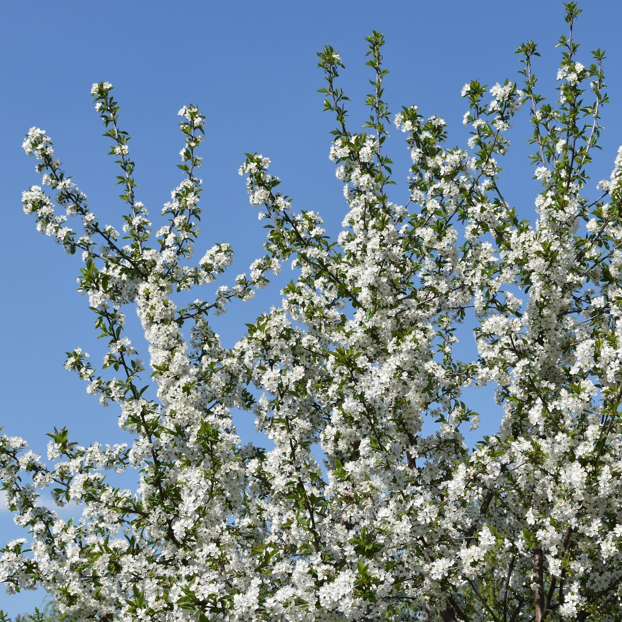 flower, freshness, low angle view, growth, clear sky, branch, tree, fragility, beauty in nature, blue, blossom, nature, blooming, in bloom, white color, springtime, cherry tree, sky, day, botany, outdoors, petal, no people, plant, tranquility, twig, abundance, high section, close-up, growing