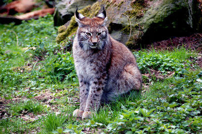 Lynx sitting on the ground.