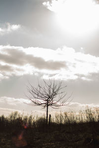 Bare tree on landscape against sky