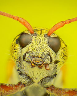 Close-up of insect