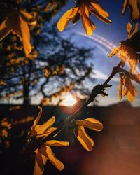 Close-up of yellow flowering plant against sky