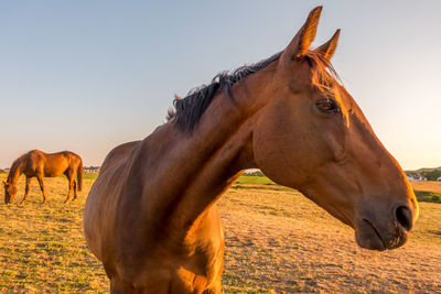 Horses standing in ranch against sky