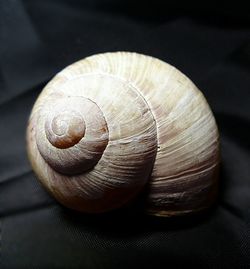 Close-up of animal shell