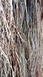 Close-up of bare tree in forest