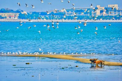 Seagulls flying over sea