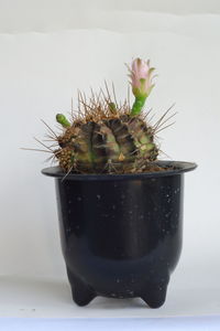 Close-up of potted cactus on table