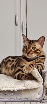 animal