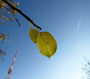 Close-up of lizard on branch against clear blue sky