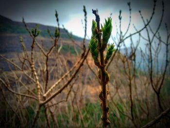 Close-up of plant against sky