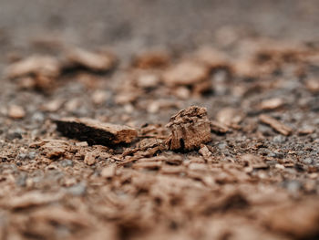 Close-up of spider on field