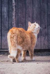 Side view of a cat looking away