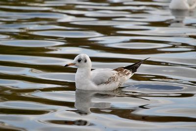 Close-up of gull swimming in lake