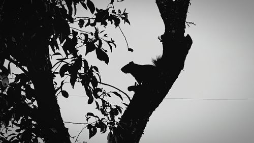 Low angle view of silhouette bird perching on tree against clear sky