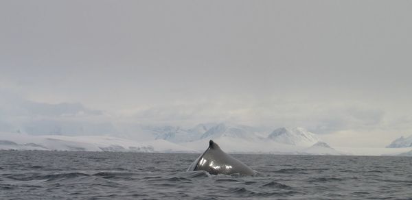 Humpback whale swimming in sea against sky