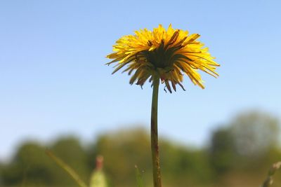 Close-up of yellow flower against clear sky