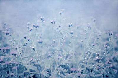 Close-up of flowering plants on field