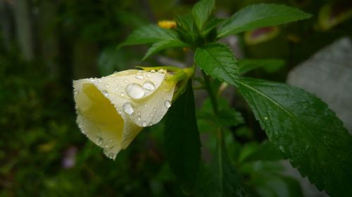 Close-up of wet flower blooming outdoors