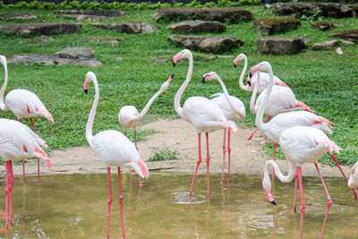 View of birds in lake