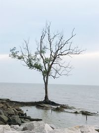 Bare tree by sea against sky