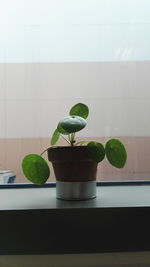 Close-up of plant on table