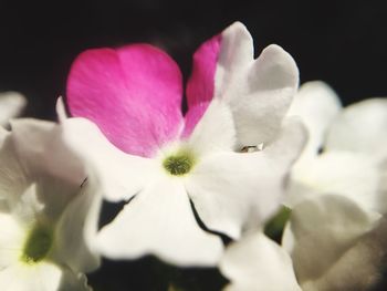 Close-up of pink flower