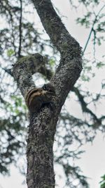 Low angle view of squirrel on tree