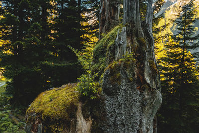 Close-up of tree trunk in forest