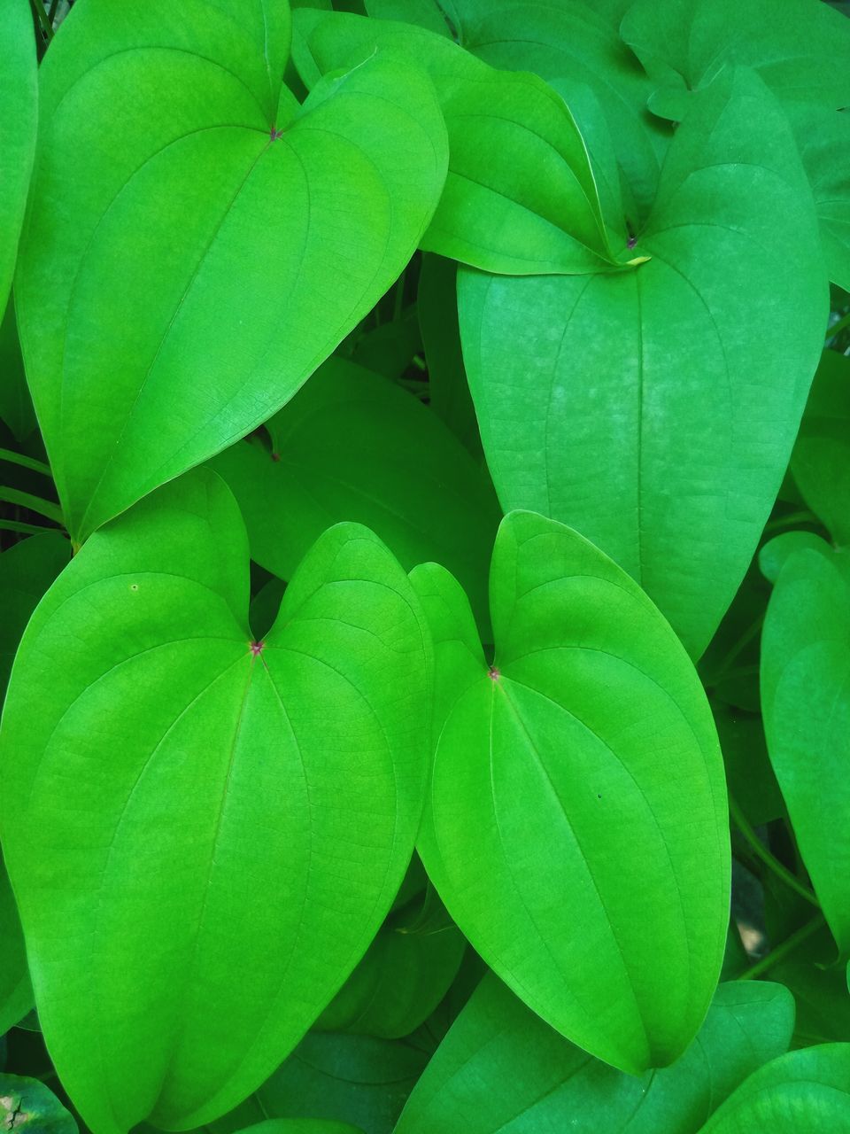 green, plant part, leaf, plant, flower, growth, full frame, close-up, no people, beauty in nature, nature, backgrounds, freshness, aquatic plant, petal, day, shrub, outdoors, produce