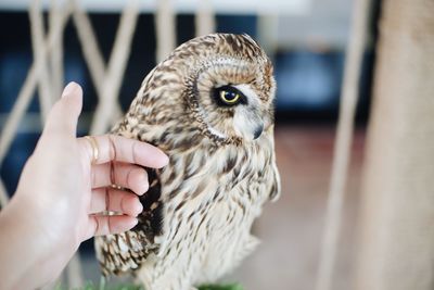 Close-up of owl on hand