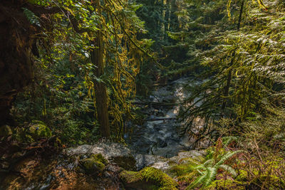 Scenic view of forest