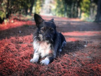 Portrait of small dog resting on red pine needles fallen on the ground