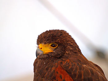 Close-up of bird perching in cage against sky