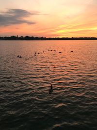 Swan swimming in lake against sky during sunset