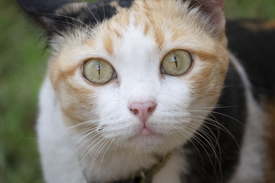 Close-up portrait of cat