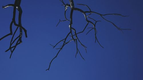 Low angle view of bare tree against blue sky