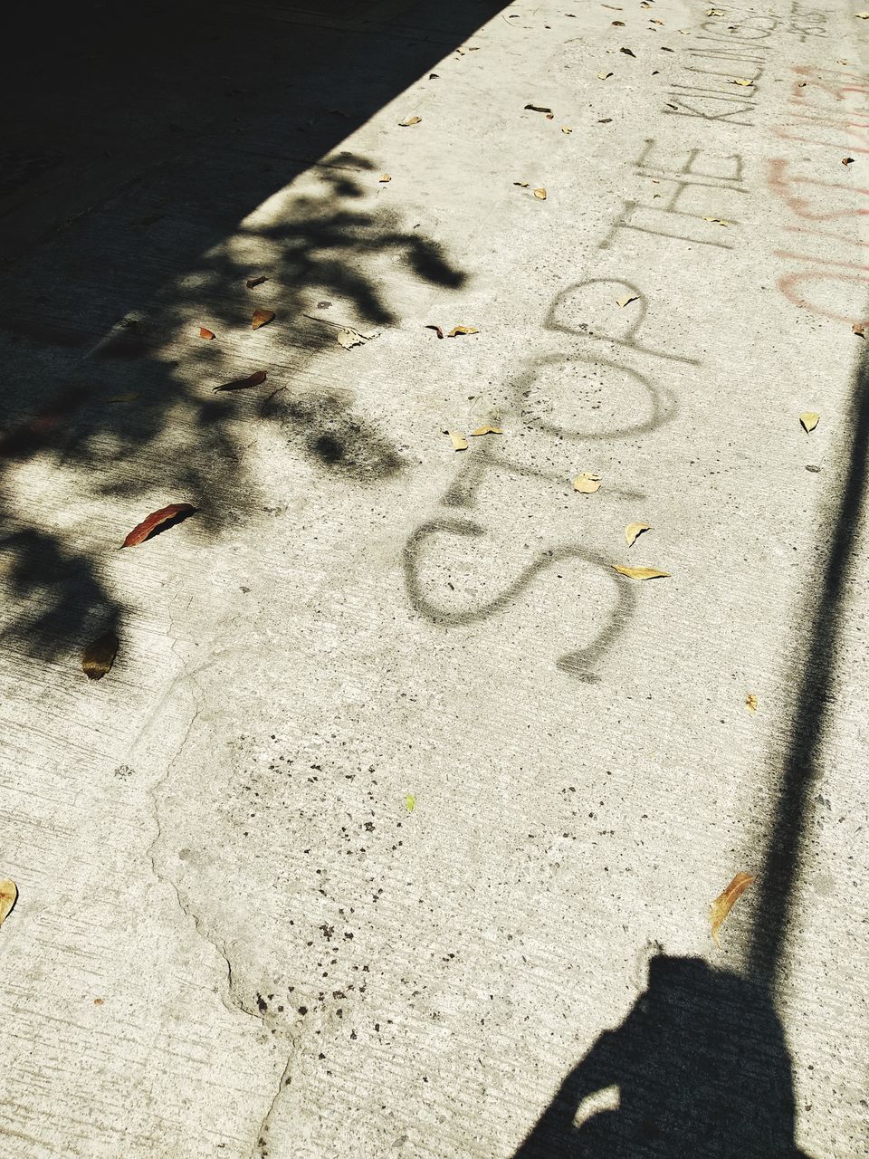 SHADOW OF A BIRD ON A STREET